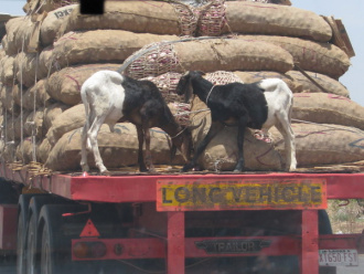 05 Moutons Tractes Par Un Camion